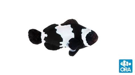 Naked Clownfish Amphiprion Ocellaris ORA Oceans Reefs Aquariums