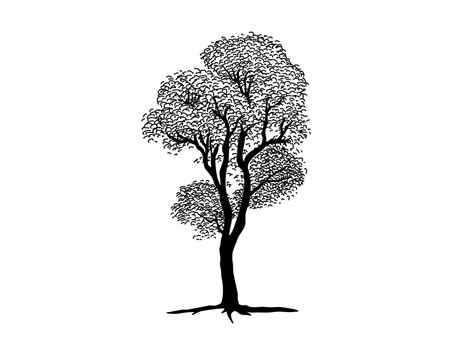 Black Branch Tree Or Naked Trees Silhouettes Hand Drawn Isolated