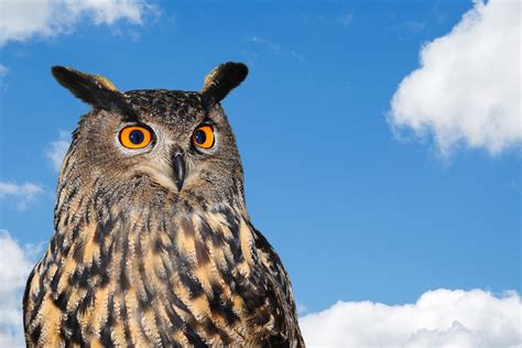 Owl Against Blue Sky Free Stock Photo - Public Domain Pictures