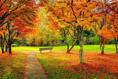 Parque de otoño hojas otoño banco parque caminar Árboles otoño