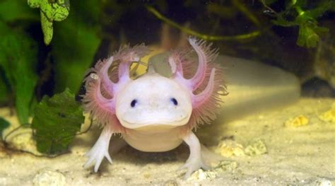 Axolotl Ambystoma Mexicanum Profile MyAquarium