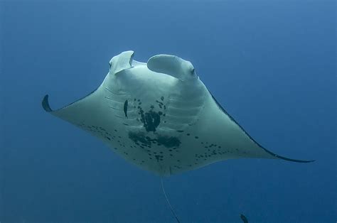 Celebrating and Protecting Manta Rays – Shark Stewards