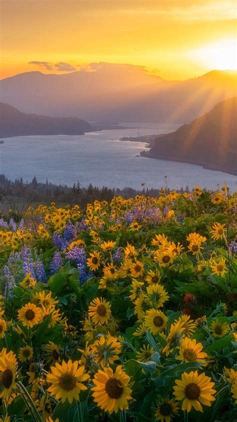 Balsamorhiza I Rzeka Columbia River W S O Cu Tapeta Na Telefon