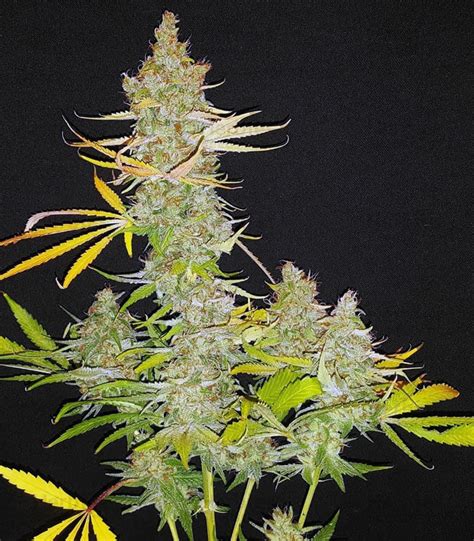 Alaskan Thunder Fuck Twisted Collectables