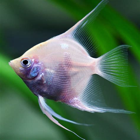 types  angelfish   freshwater aquarium  images