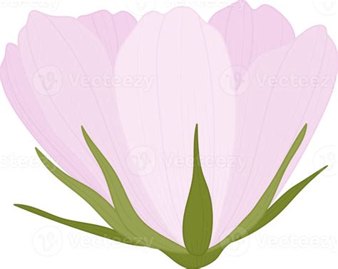 Pink Cosmos Flower Hand Drawn Illustration Png