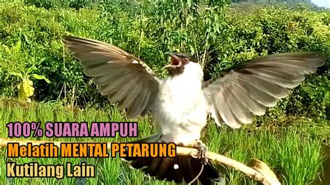 Suara Burung Kutilang Gacor Asli Tanpa Isian Ampuh Untuk Pikat