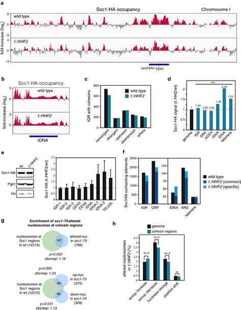 Histone Depletion Has A Moderate Effect On Cohesin Binding And