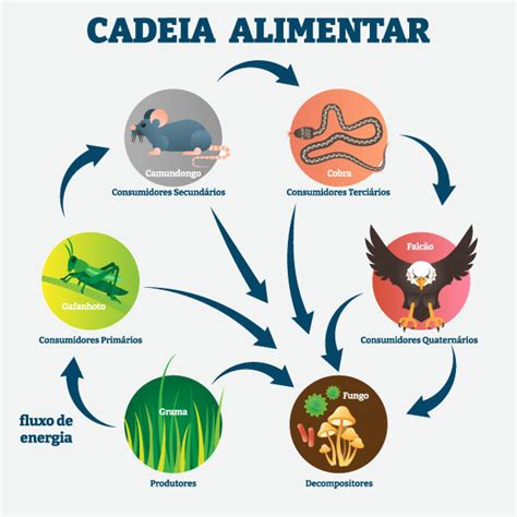 Qual A Importancia Da Cadeia Alimentar - Cadeia Alimentar Dos Animais Da Floresta Tropical