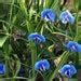 King Tut Blue Sweet Pea Lathyrus Sativus Azureus 15 Very