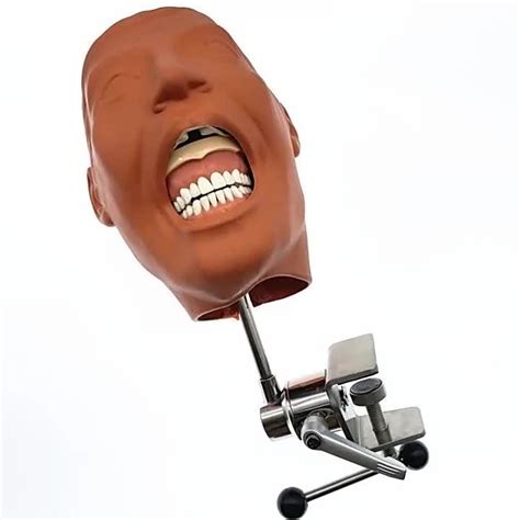 Dental Manikins Phantom Head Model Simulation Training Teeth Model For