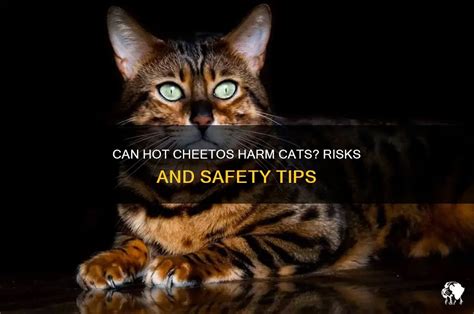 Can Hot Cheetos Harm Cats Risks And Safety Tips PetShun