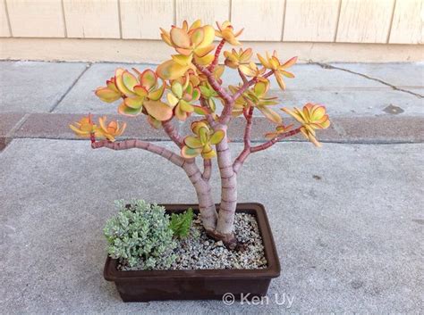 crassula ovata hummels sunset  crassula pruinosa planting