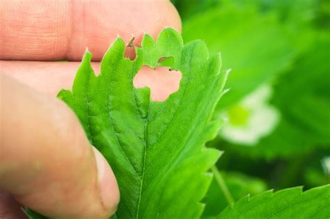 Pests & Diseases in Your Vegetable Garden? / Grow Your Own Vegetables