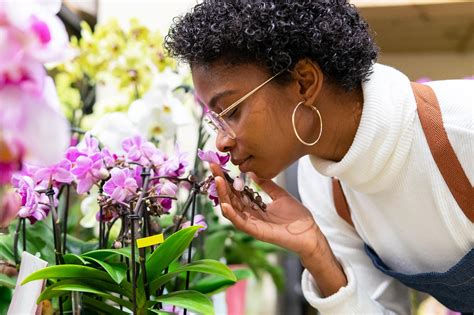 Guía de cuidados de la Orquídea Flores Navarro