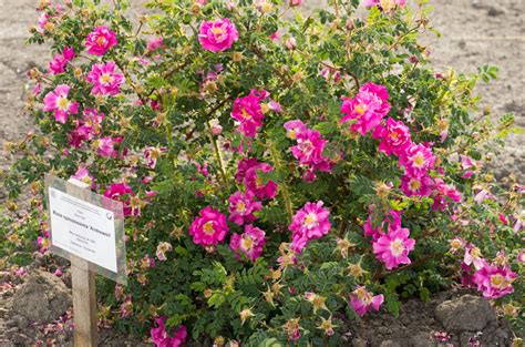 Rožynas - VDU Botanikos sodas