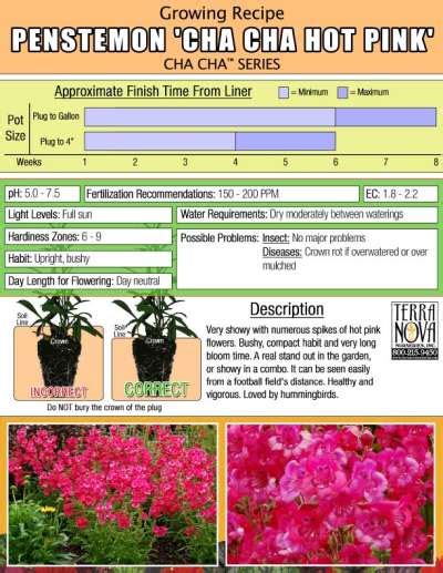Penstemon CHA CHA Hot Pink TERRA NOVA Nurseries Inc