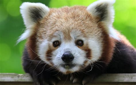 Panda Roux Muséum National Dhistoire Naturelle