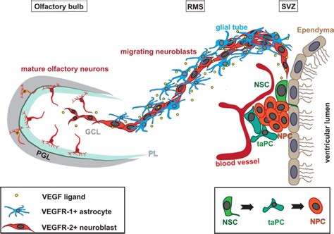 Schema Of Olfactory Neurogenesis Subpopulations Of Gfap Cells Serve