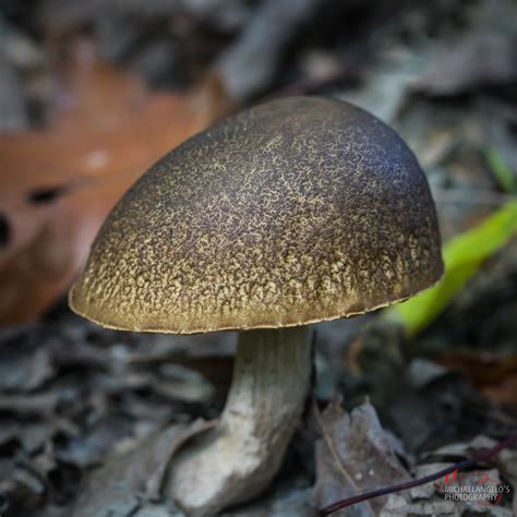 Mushrooms in Northeast Ohio
