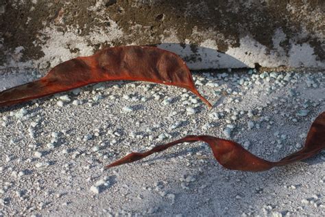 Безплатна снимка : риба, безгръбначен, плужек, морска биология ...