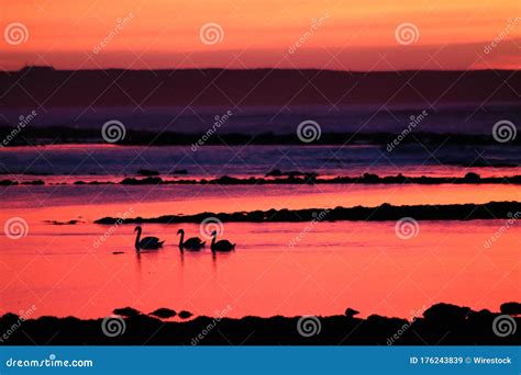 beautiful sunset scene   coastal area  silhouette  swimming