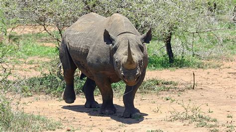 Zwarte neushoorn uitgezet in Tsjaad - Vroege Vogels - BNNVARA