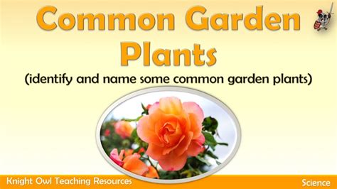 common garden plants