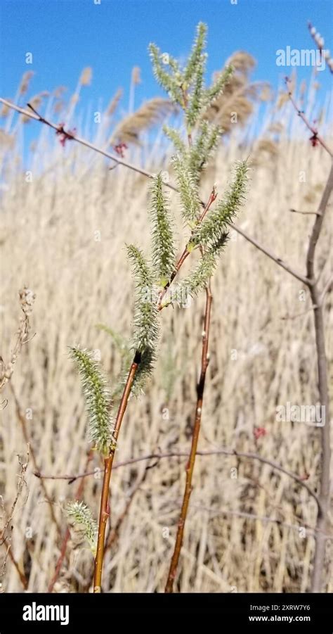 Pussy Willow Salix Discolor Plantae Stock Photo Alamy