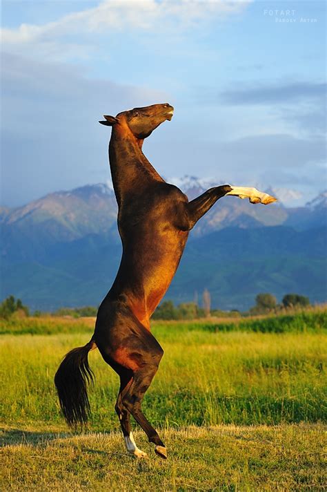 Фотогалерея - Конный завод Dacor