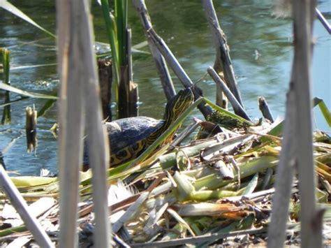 La tortue de Floride se reproduit elle à l Ile de loisirs de Cergy