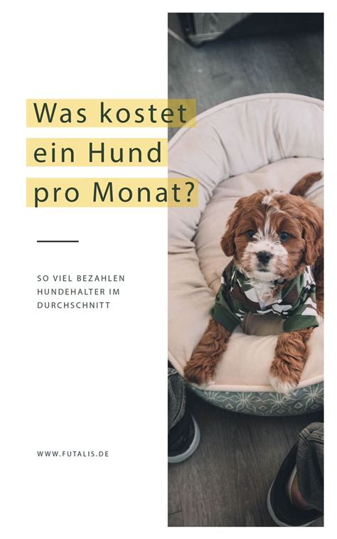 Was Kostet Ein Hund Im Monat Beispielrechnung Infografik Hunde