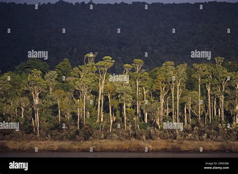 forest tahakapo river catlins dense podocarp forest tahakopa river
