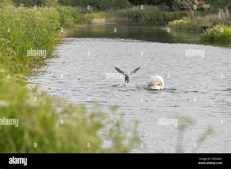 Angry Male Hi Res Stock Photography And Images Alamy