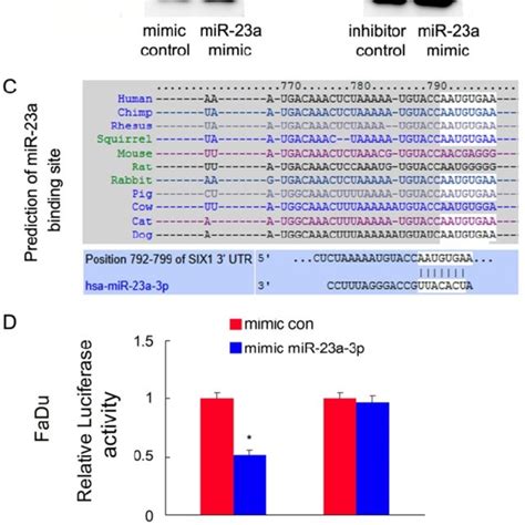 Mir 23a 3p Targets And Downregulates Six1 In Hnscc A And B Mir 23 3p