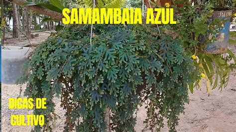 Como Cultivar Samambaia Azul Selaginella Uncinata YouTube