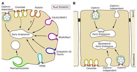 An Overview Of Endocytic Mechanisms In A Non Polarized Cell A And A