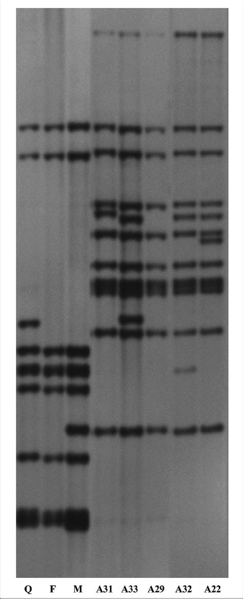 Is Rflp Types Discovered In Nine Mycobacterium Avium Subsp Avium