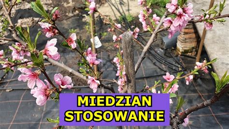 Miedzian Stosowanie Jak i Kiedy stosować Miedzian Czy jest skuteczny