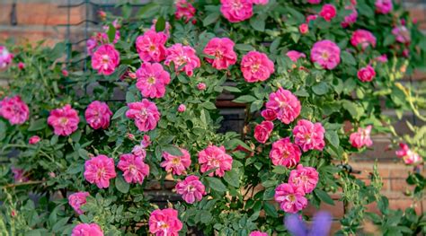 Different Varieties Of Winter Hardy Roses For Cold Climates