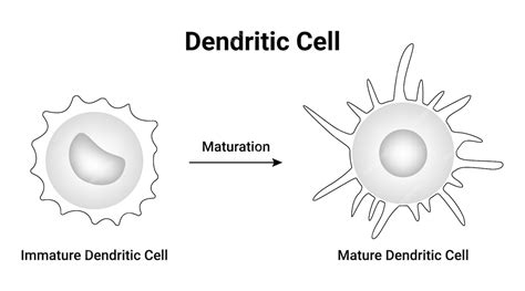 Premium Vector | Dendritic cell immature dendritic cell maturation ...