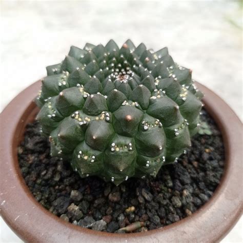 Euphorbia Gymnocalycioides Big Size Kaktus Sukulen Tanaman Hias