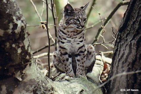 Predators Impacted By Rat Poison Hills For Everyone