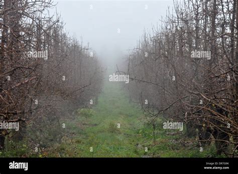 Trees Mist Hi Res Stock Photography And Images Alamy