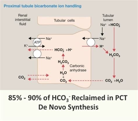 Renal Physiology Part Acid Base Flashcards Quizlet