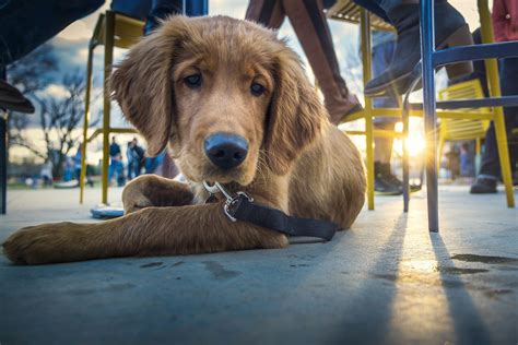 Best Dog-Friendly Patios & Restaurants in Columbus | Happy Tails