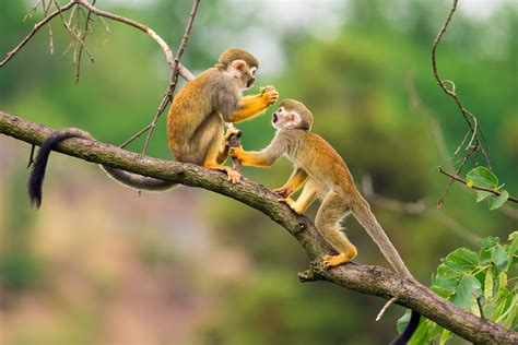 How Many Types Of Monkeys Are There In The World Readers Digest