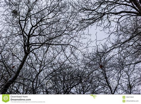 Naked Trees Stock Photo Image Of Autumn Tree Black