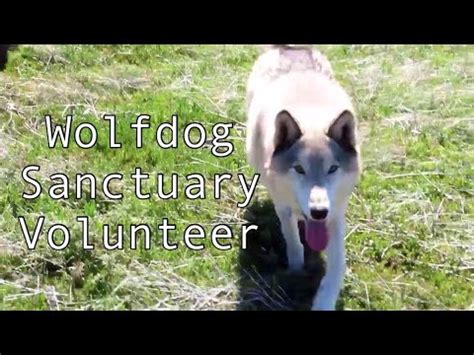 A Day in the Life || Wolf Dog Sanctuary Volunteer - YouTube