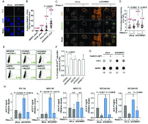 Depletion Of SAMHD1 Causes Cellular R Loop Accumulation A